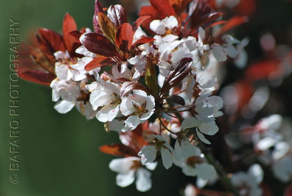 plum tree blooms