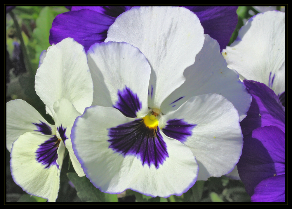 Pocket Full of Pansies