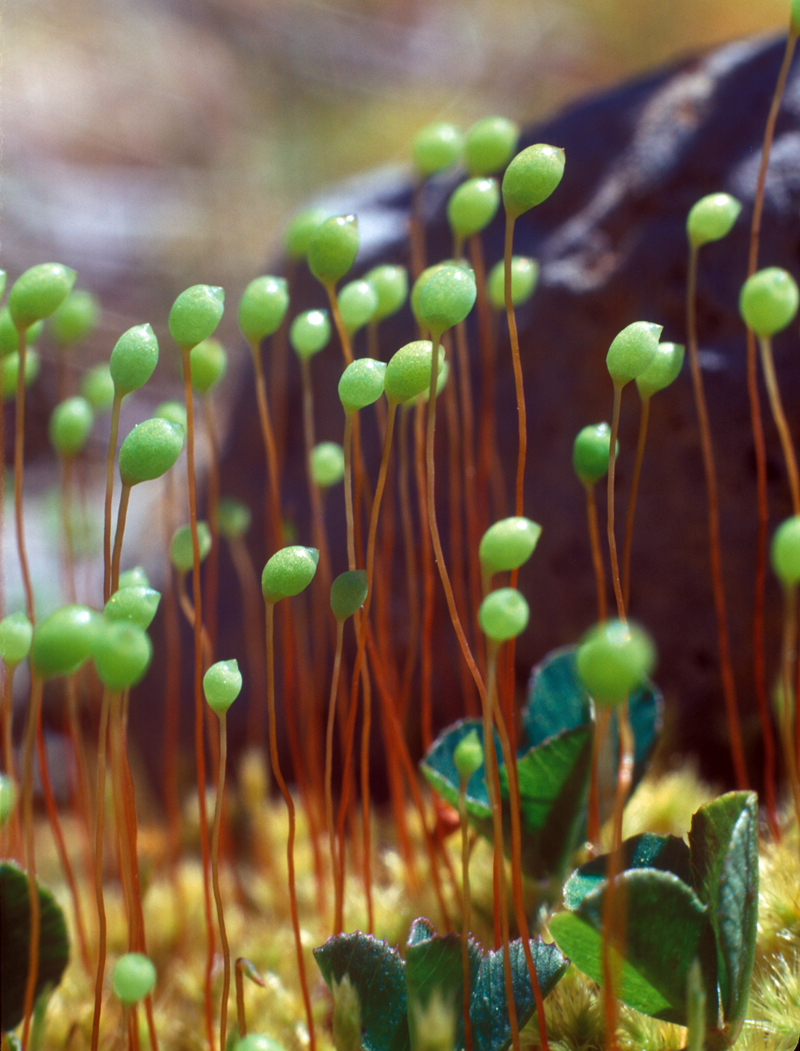 Pods