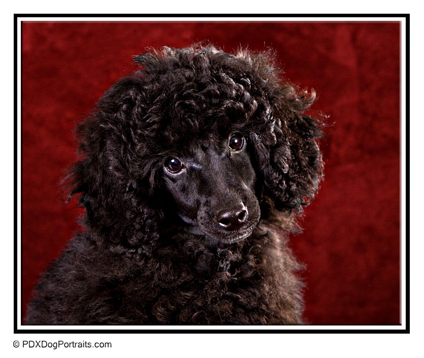 Poodle