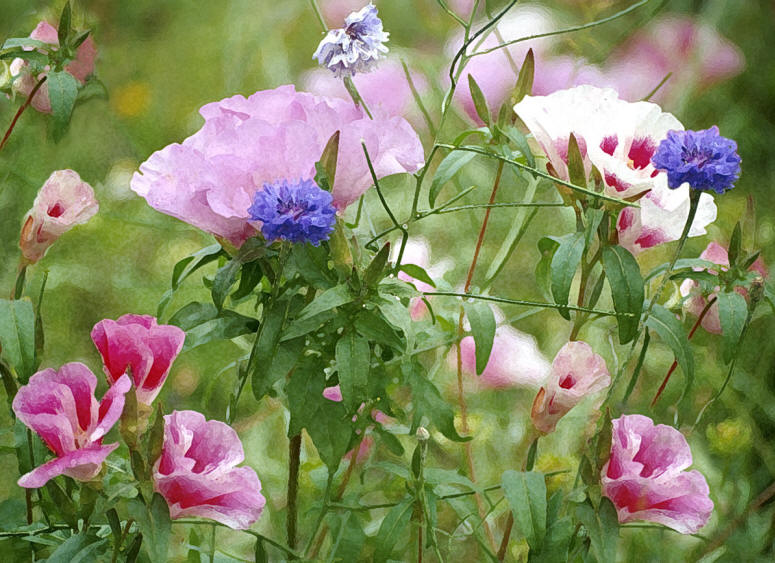 Poppies