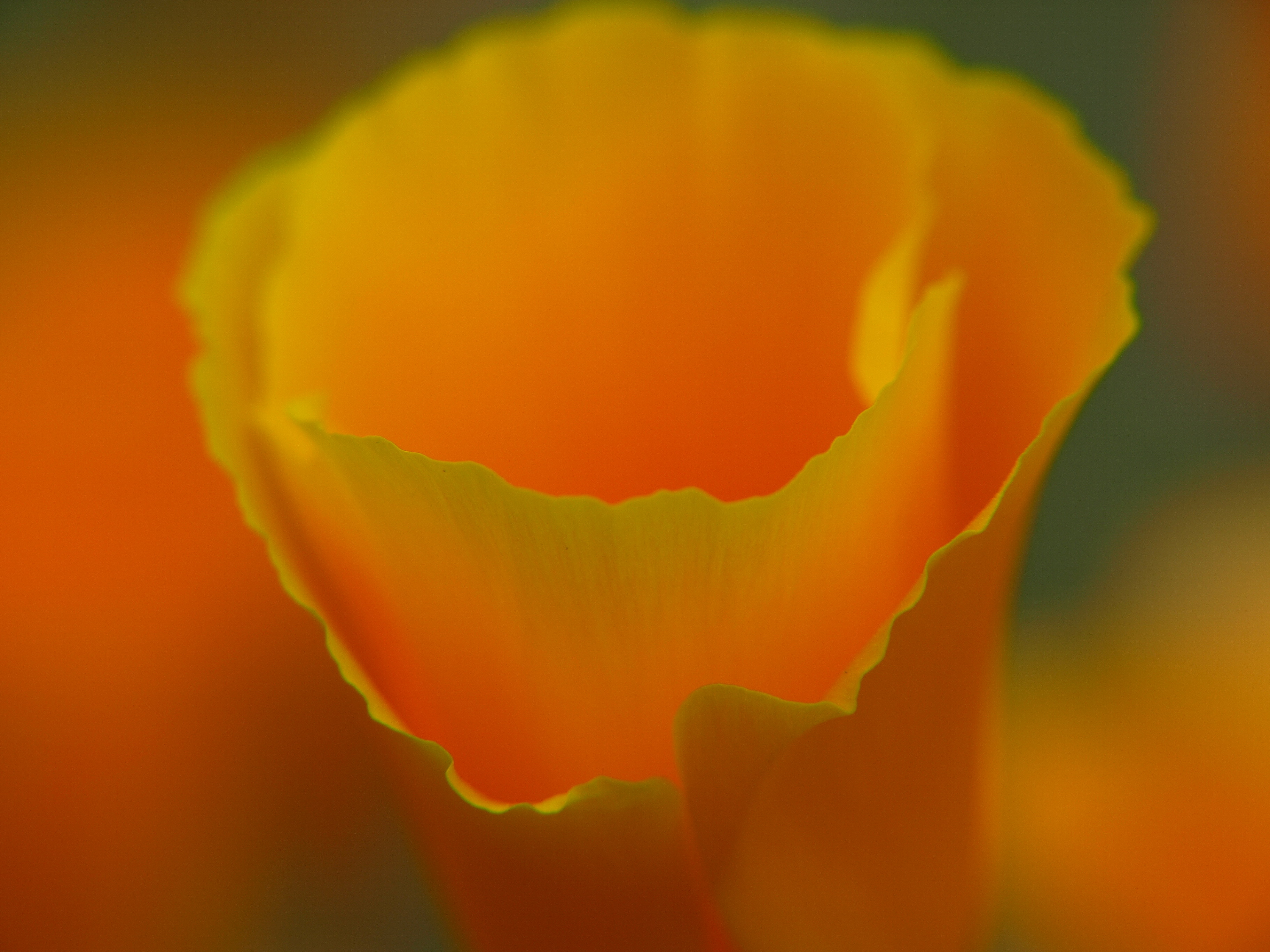 Poppy 2