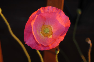 Poppy Pose