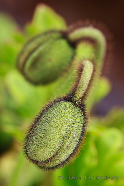 Poppy