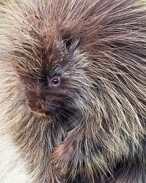 Porcupine