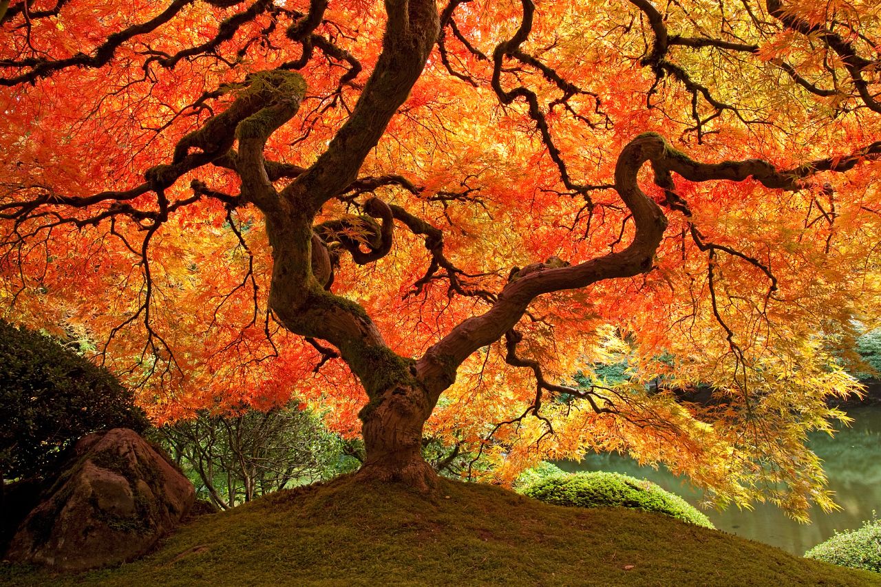 Portland Japanese Garden