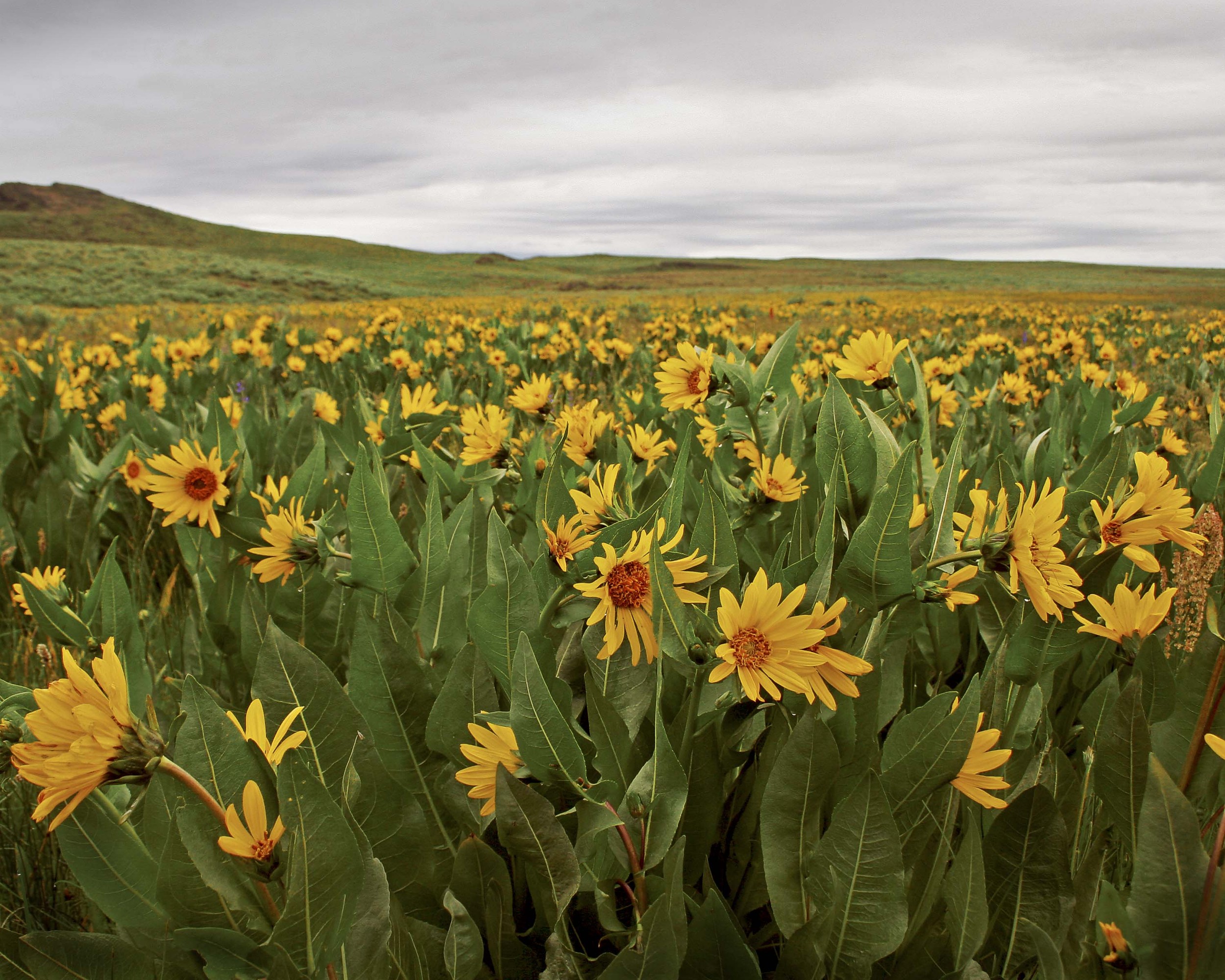 Prairie Balsamroot