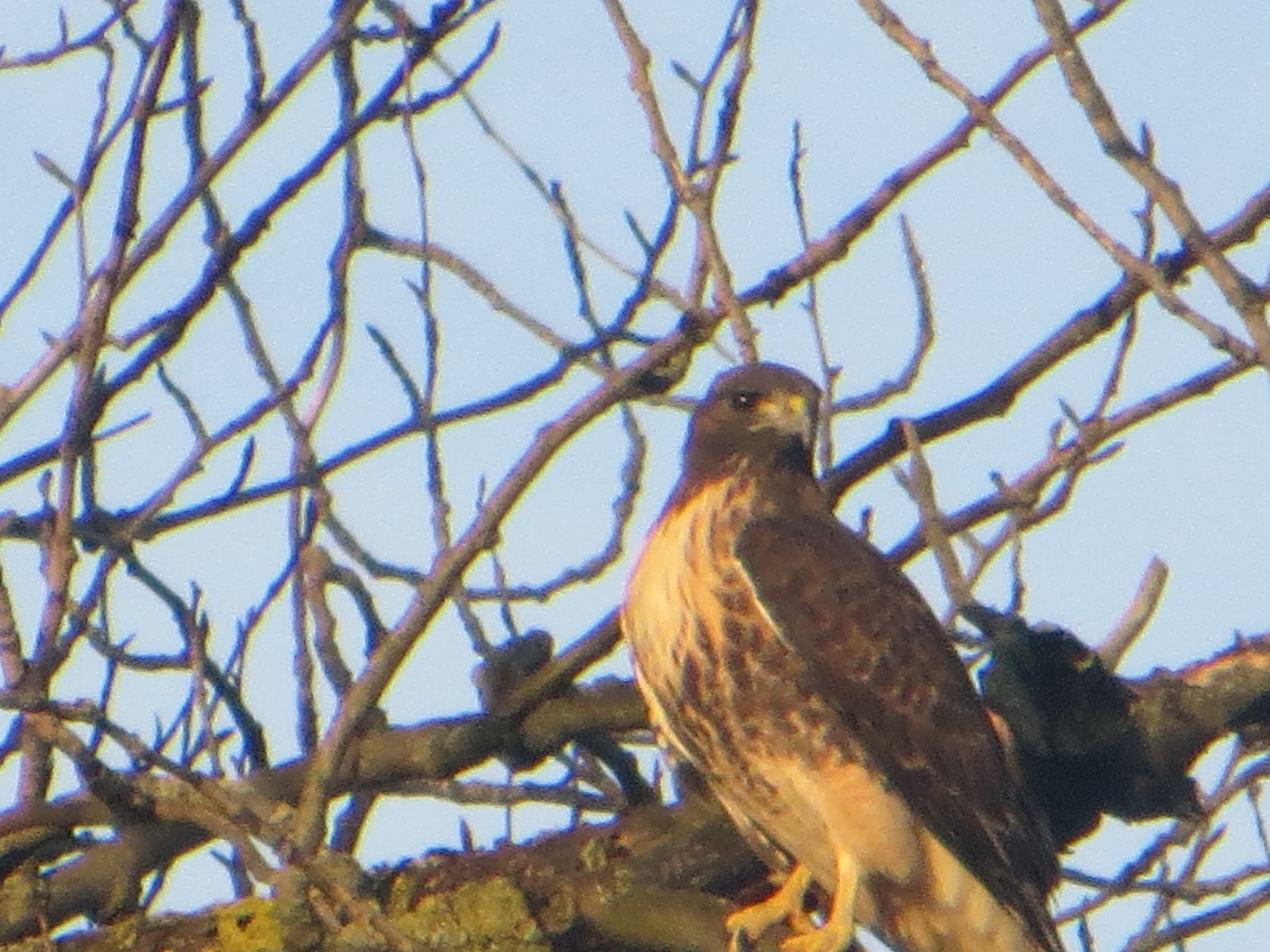 Prairie Falcon