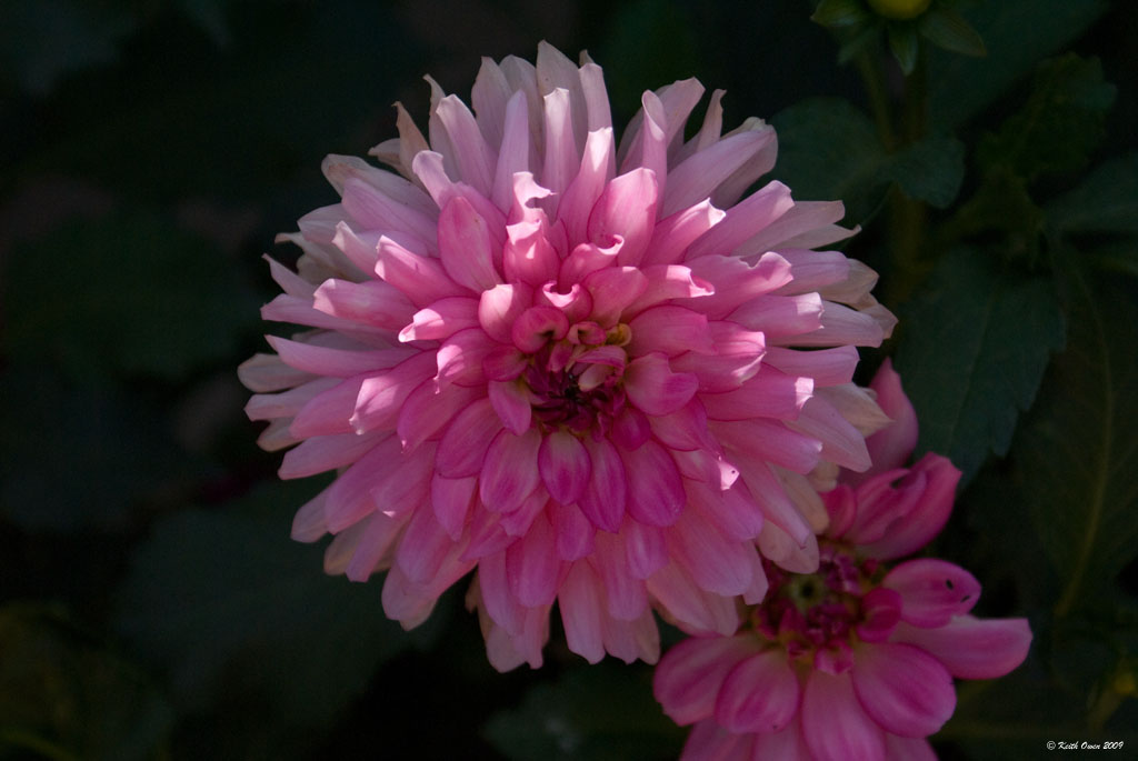 Pretty In Pink