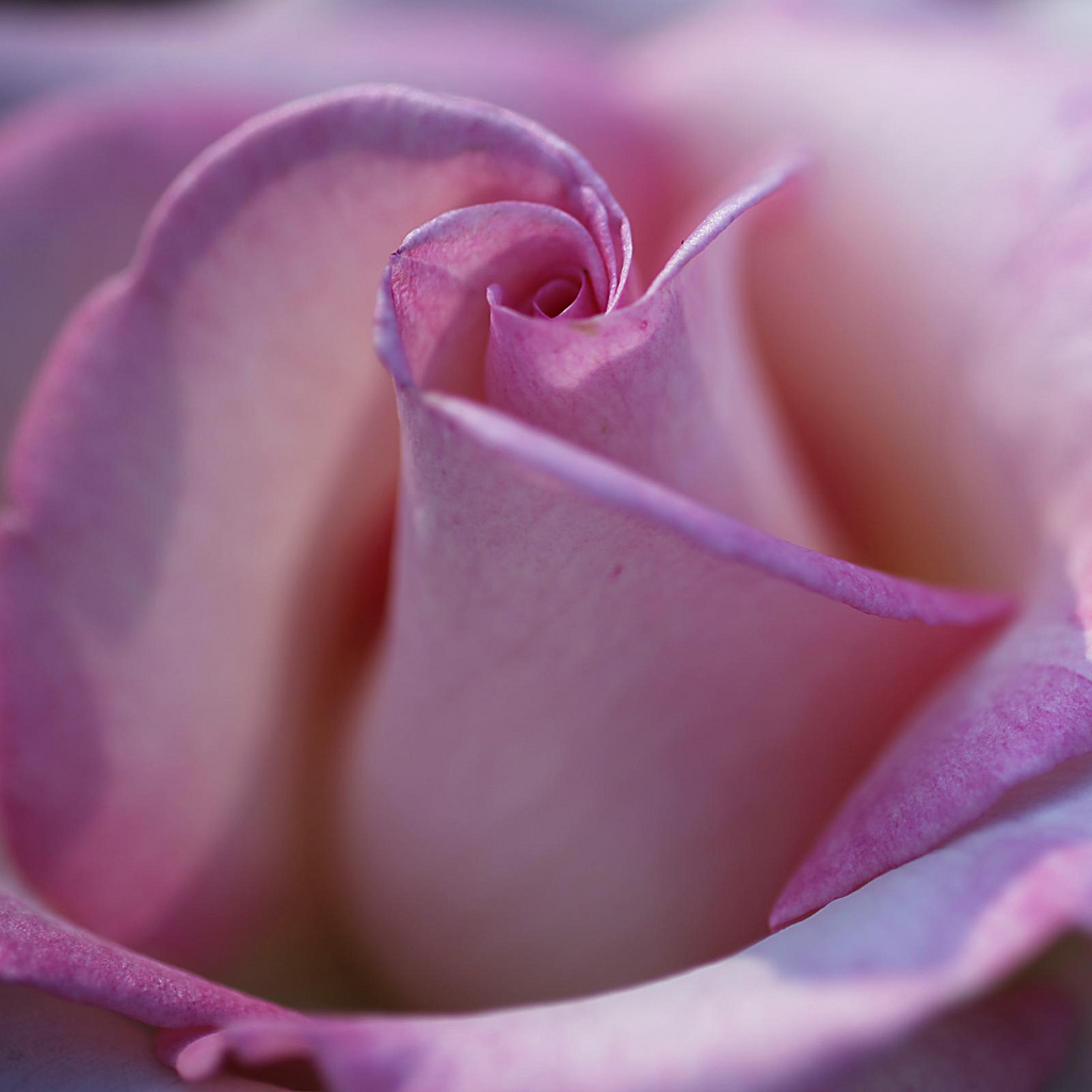Pretty in Pink