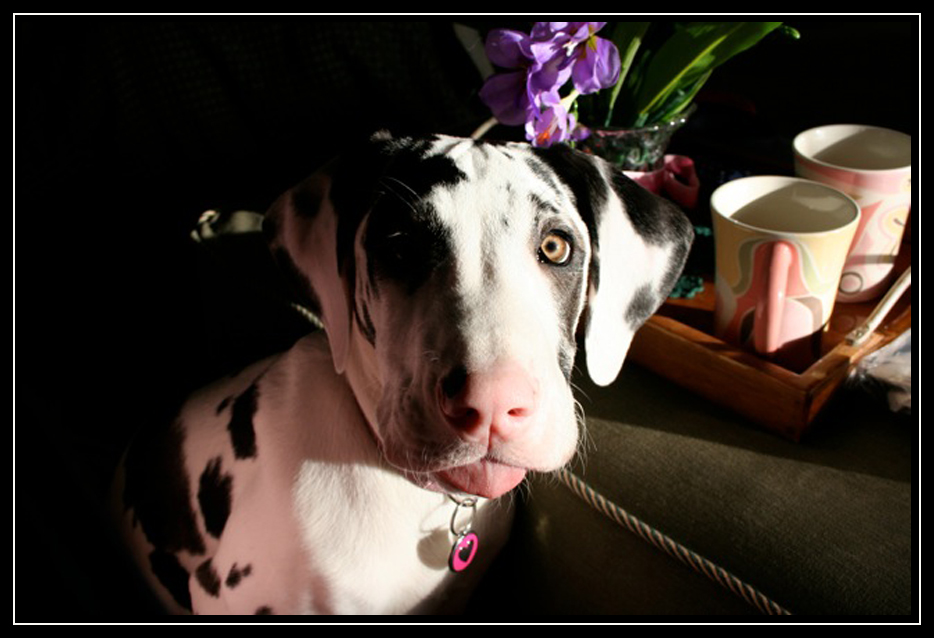 Pretty Perdi