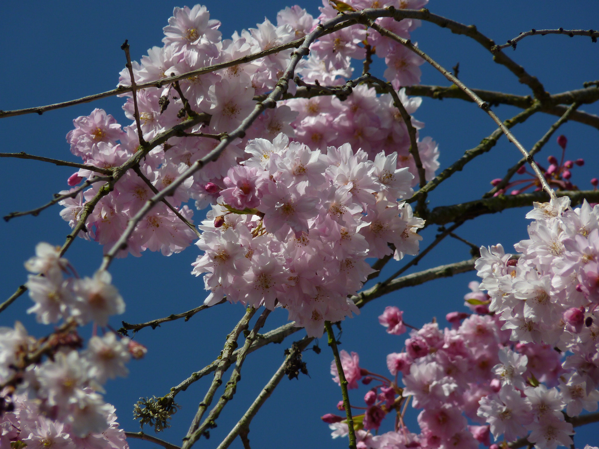 Pretty Pink