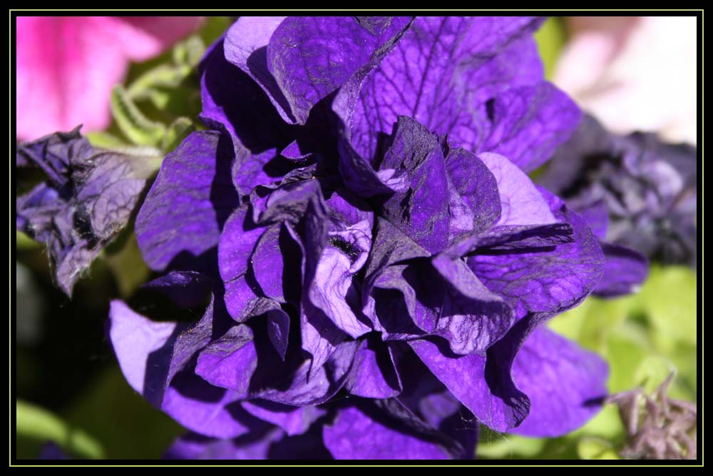 Pretty Purple