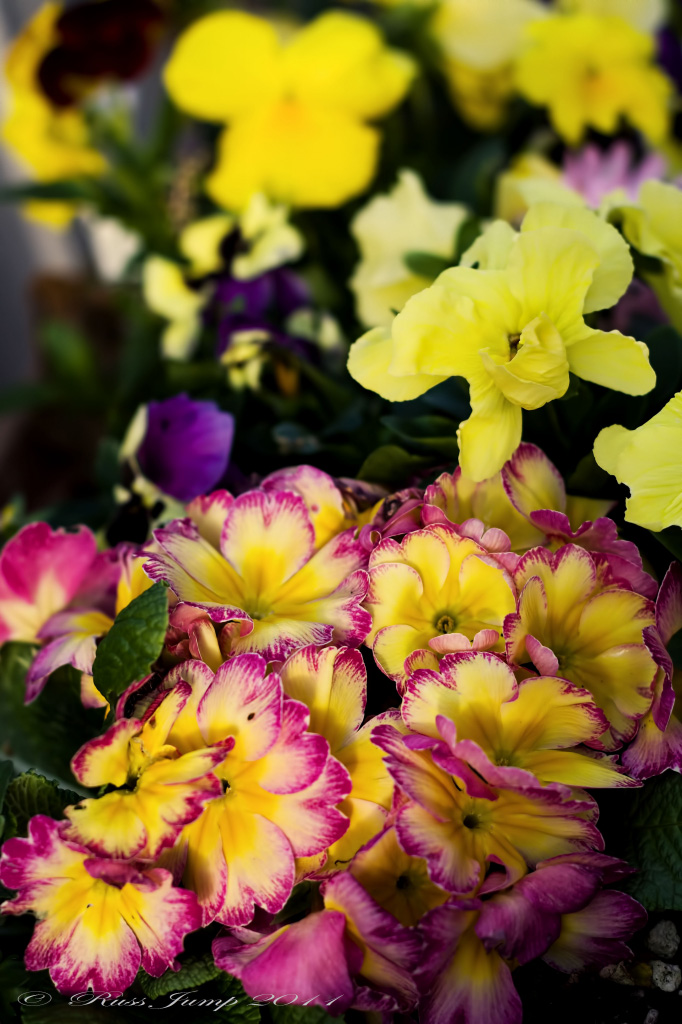 Primrsse & Pansy