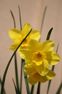 Promise of Spring