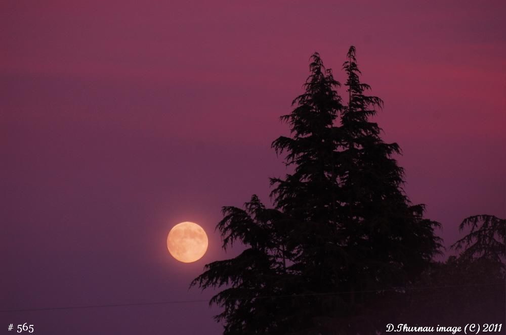 Purple Haze