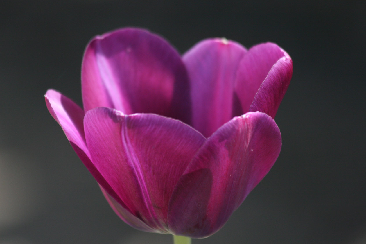 Purple Tulip