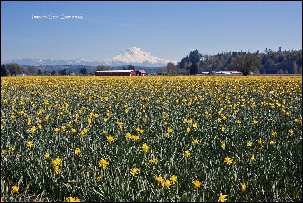 Puyallup Daffodils