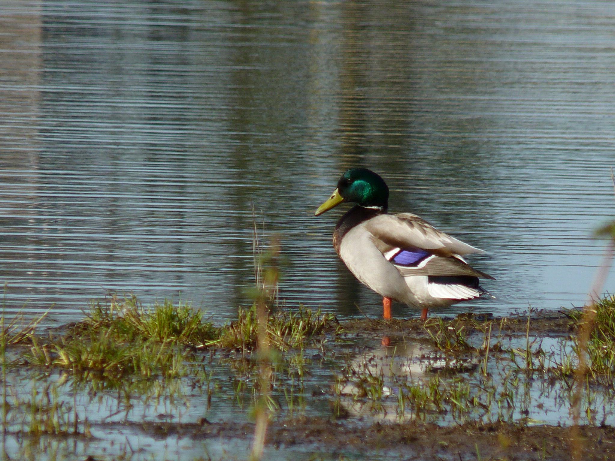 Quack