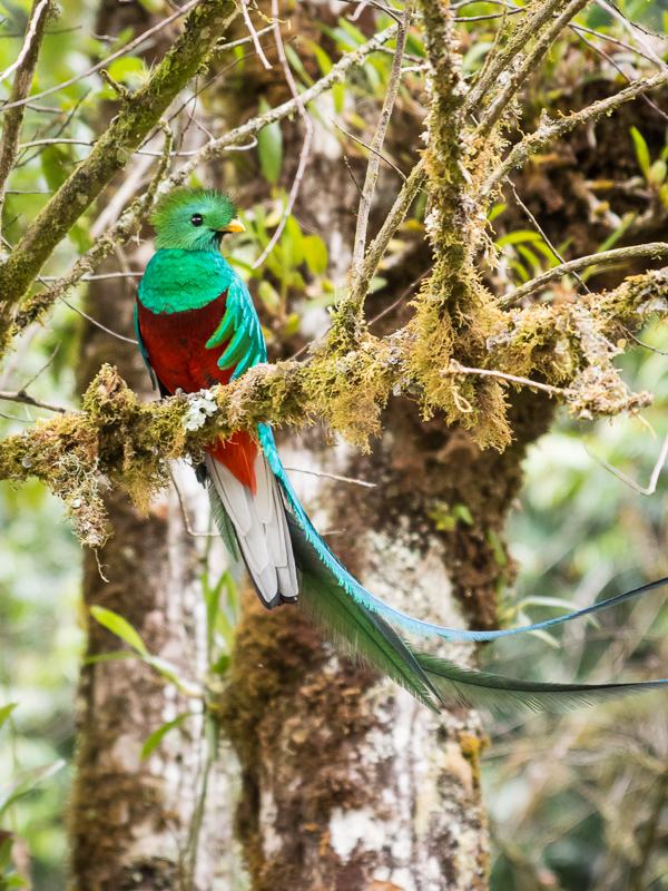 Quetzal