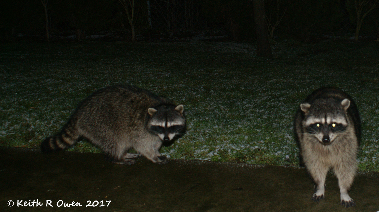 Raccoons