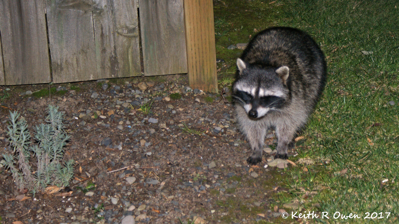 Racoon