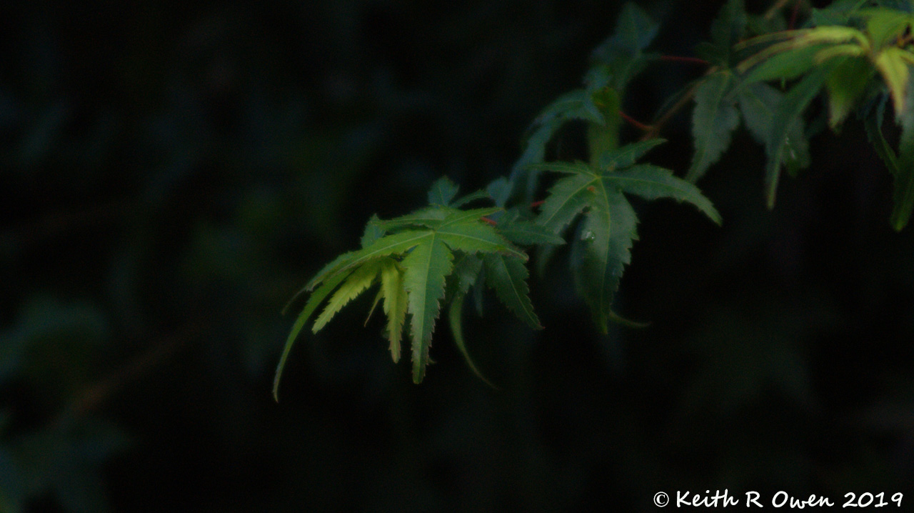 Rain Drops on Maple Leaves