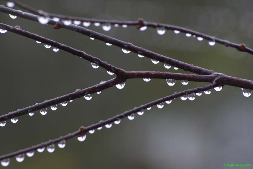 Rain Drops