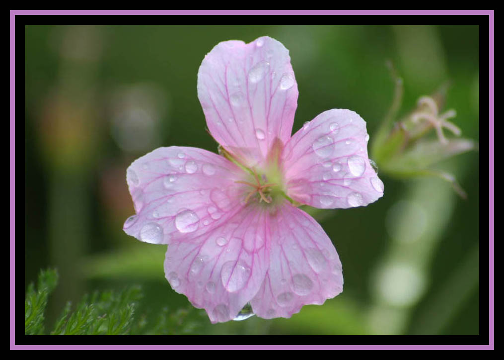 Rain - Sun - Pink