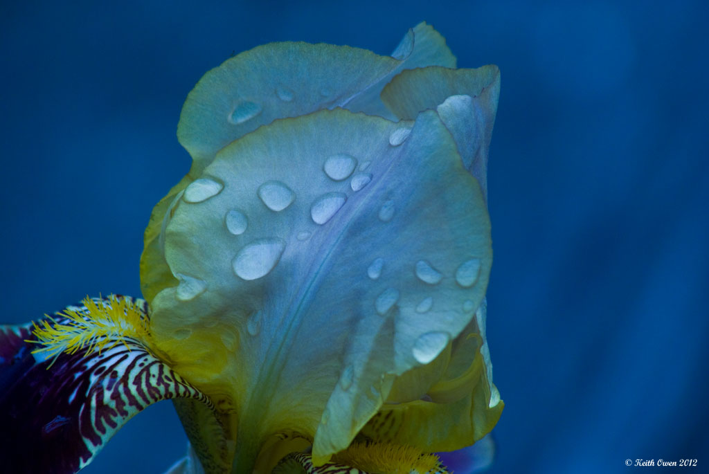 Raindrops On Iris