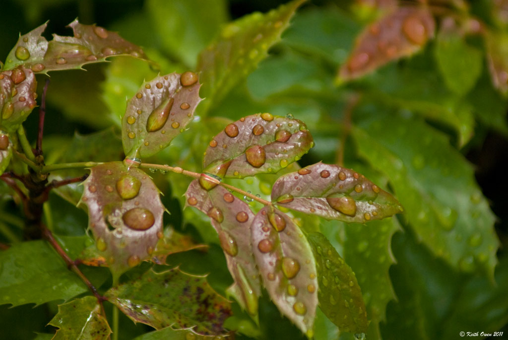 Raindrops On Roses