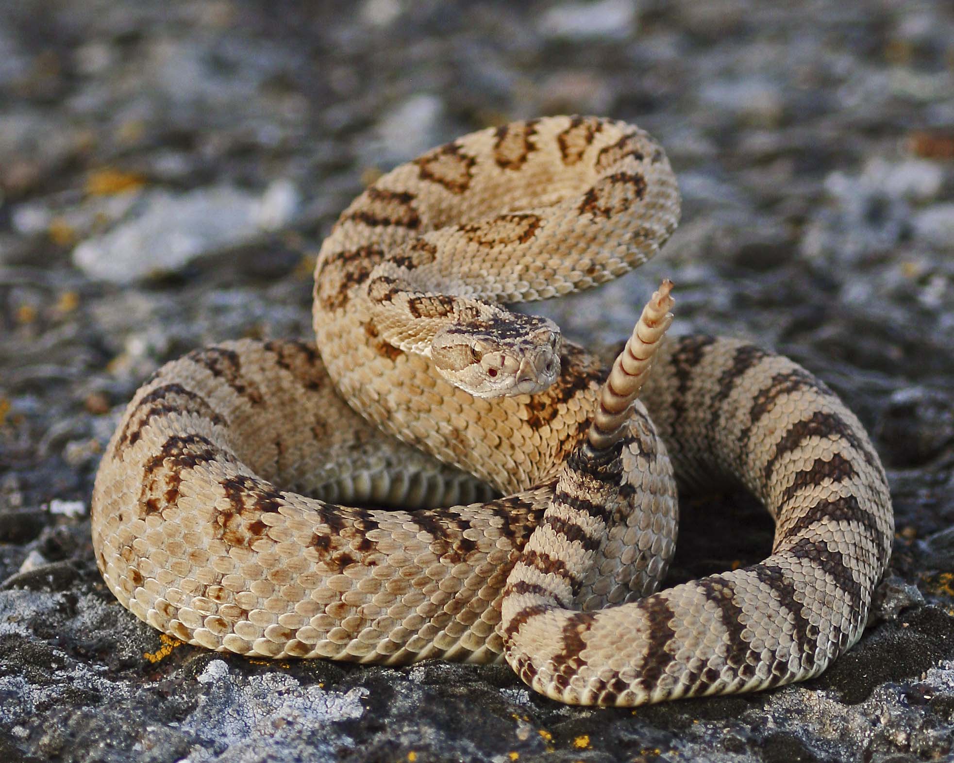 Rattler