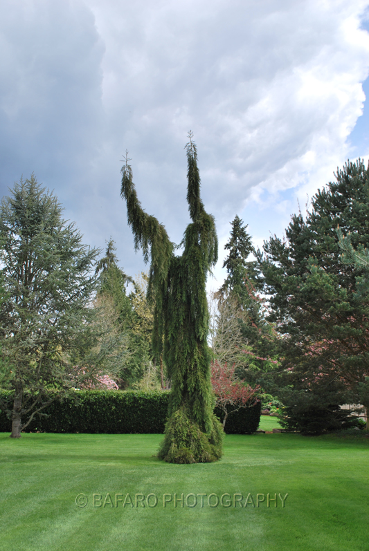 Reaching to the Skies