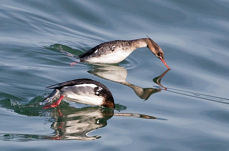 Red-breasted Mergansers