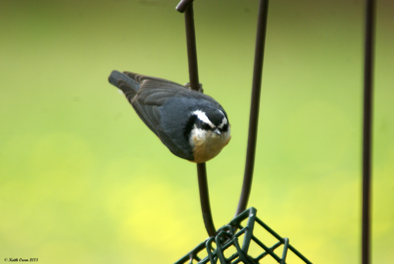 Red-breasted Nuthatch