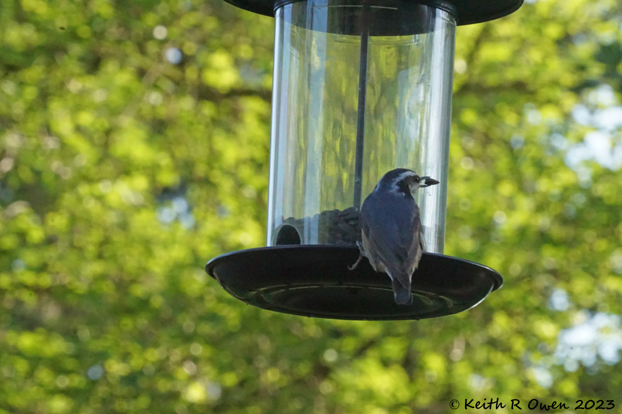 Red-breasted Nuthatch