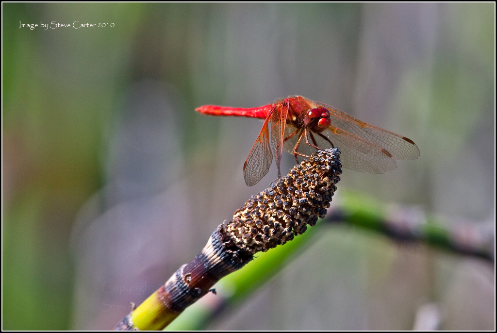 Red Dragonfly