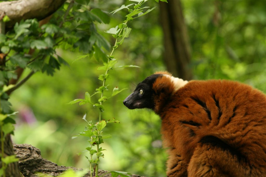 Red Panda