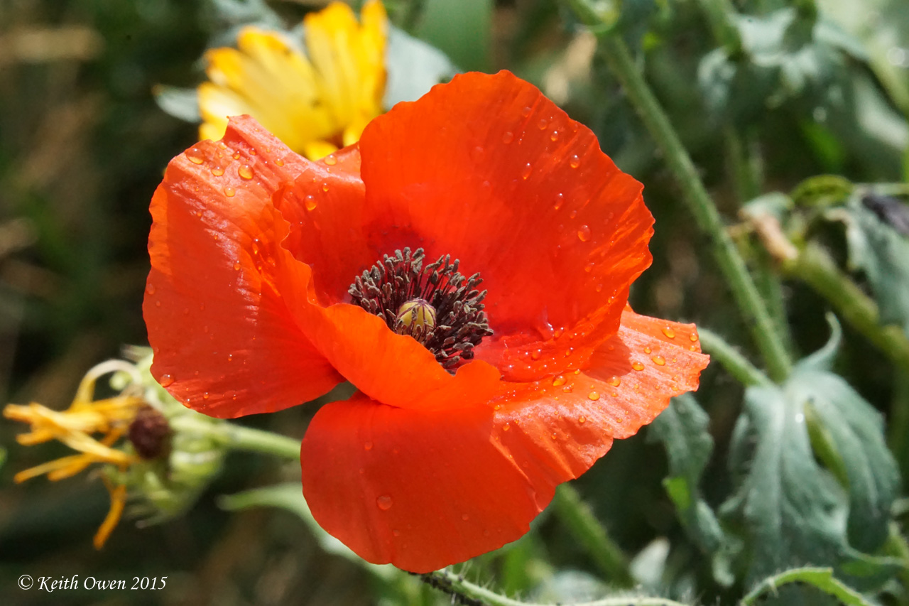 Red Poppy