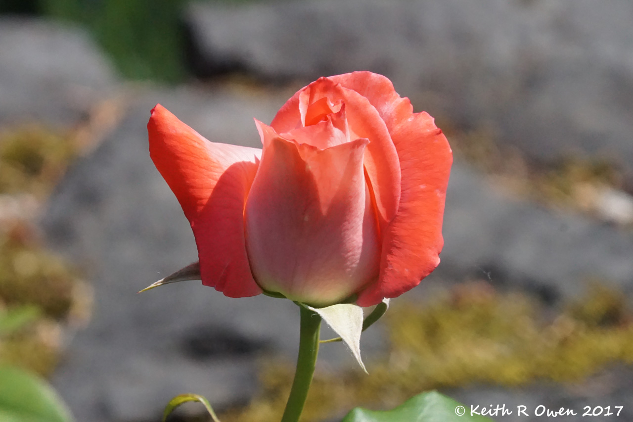 Red Rose