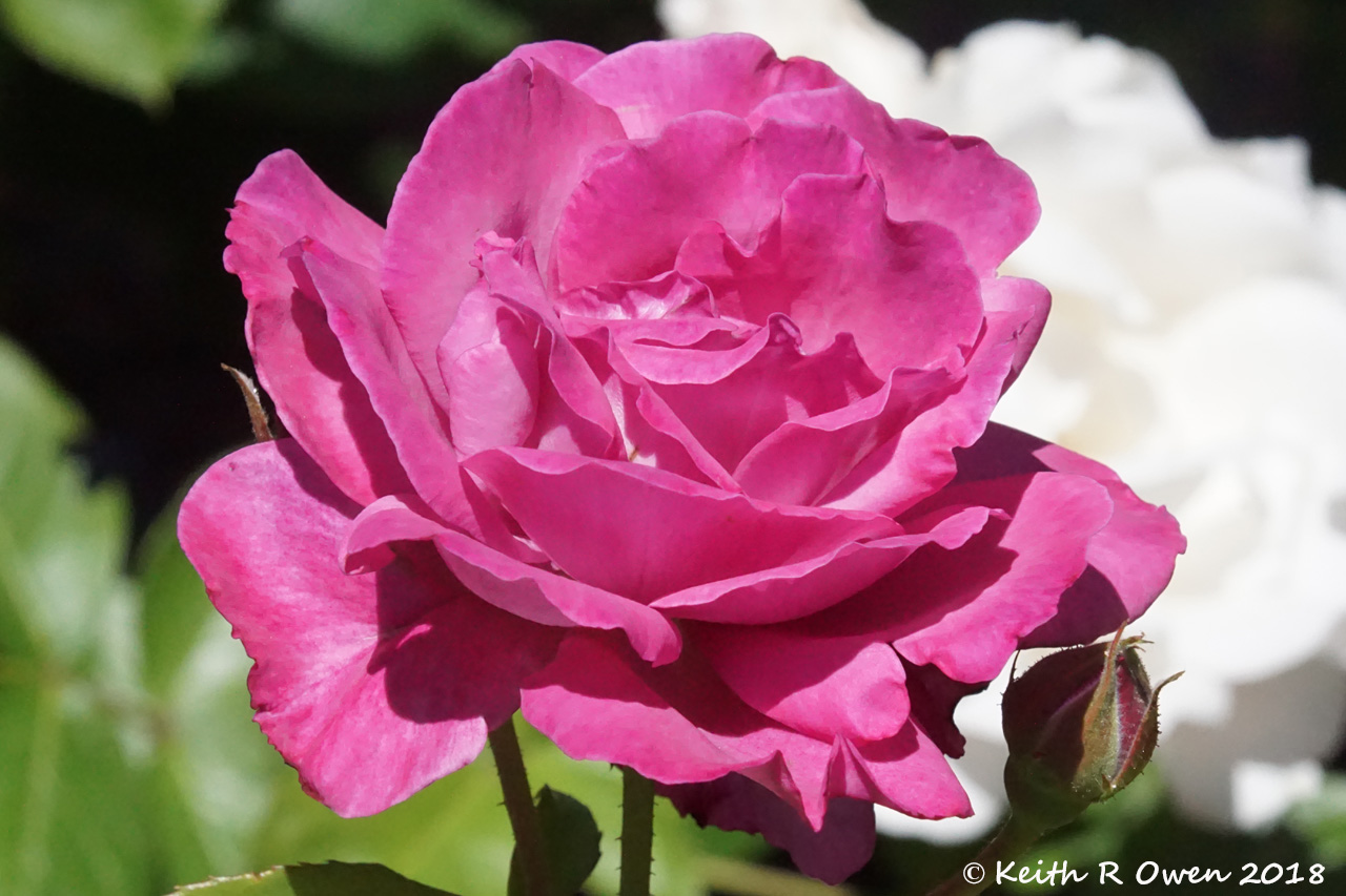 Red Rose