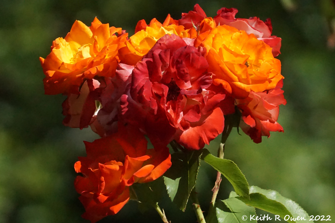 Red Roses