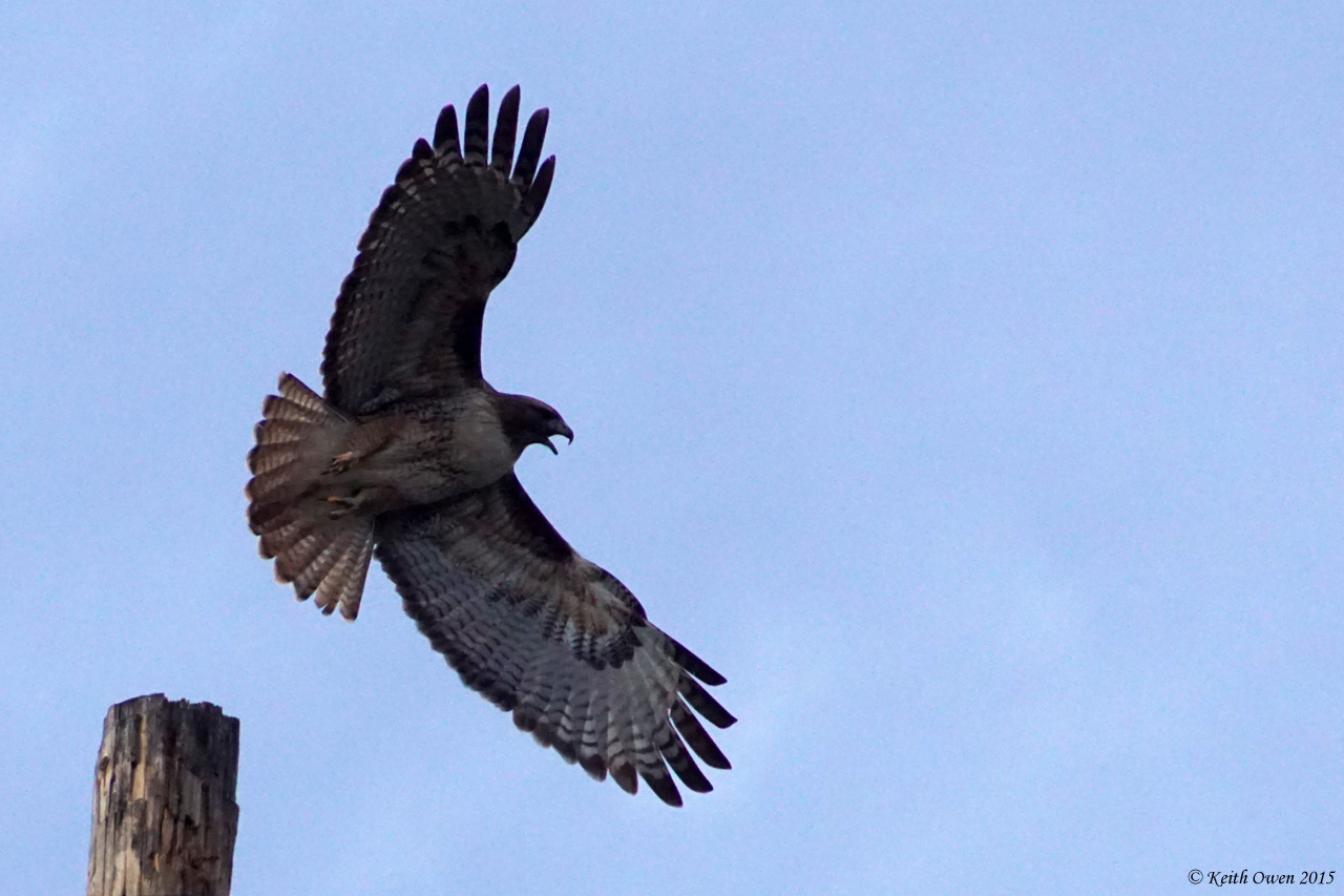 Red-tailed Hawk