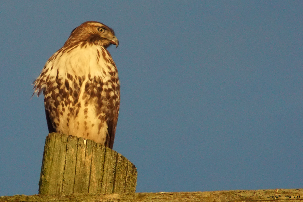 Red-tailed Hawk
