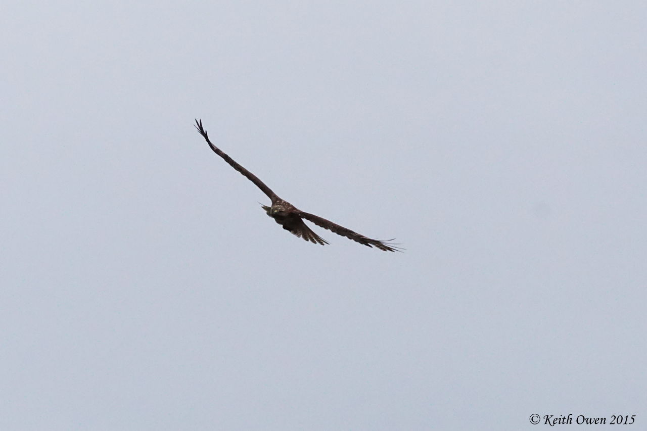Red-tailed Hawk