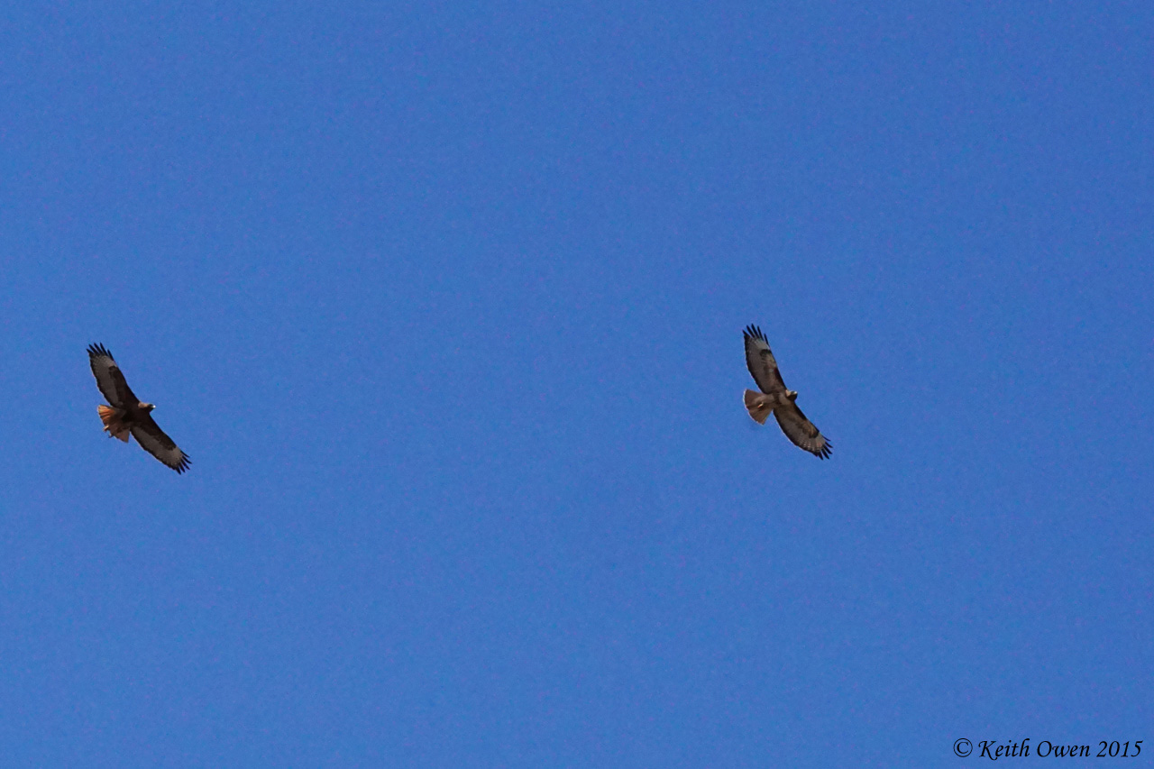 Red-tailed Hawks