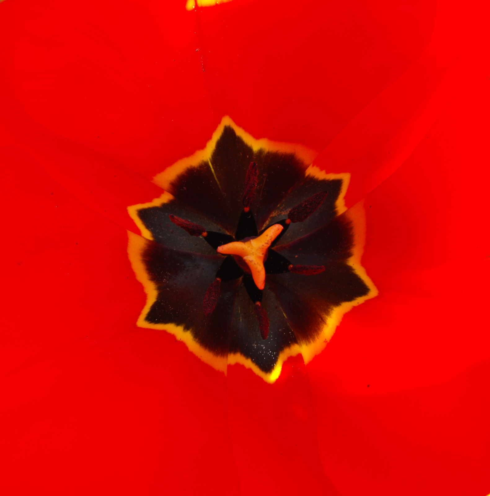 Red tulip