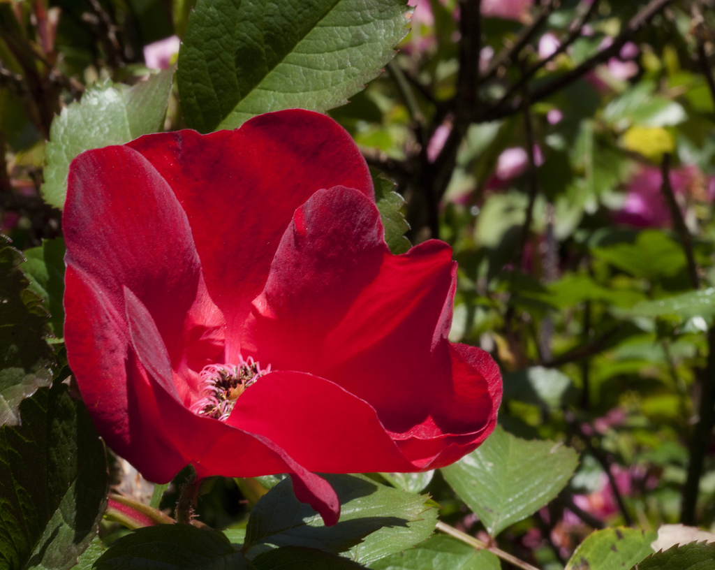 Red Velvet Rose