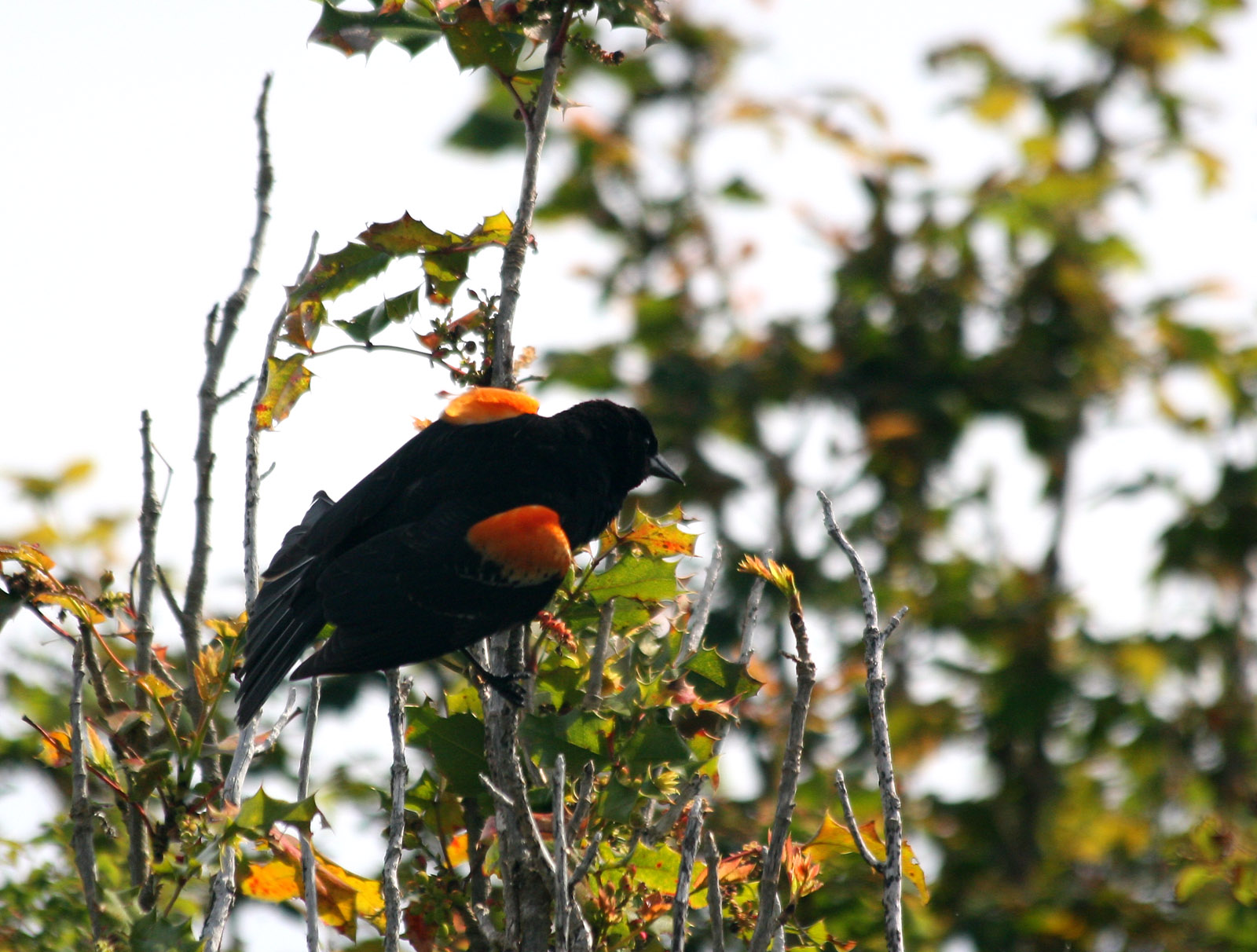 Red Wing Black Bird