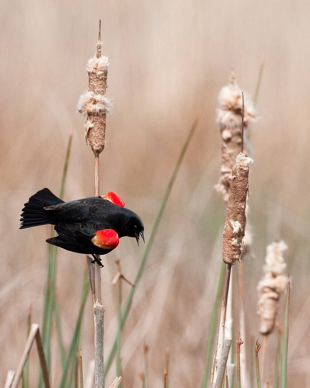 Red-winged Blackbird